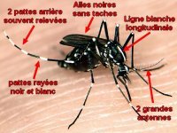 Lutte contre chikungunia, dengue,virus zika, moustique tigre