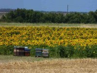 Déclaration annuelle des ruches
